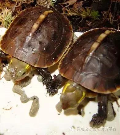 黄缘闭壳龟母龟产蛋年份,黄缘闭壳龟算高端龟吗