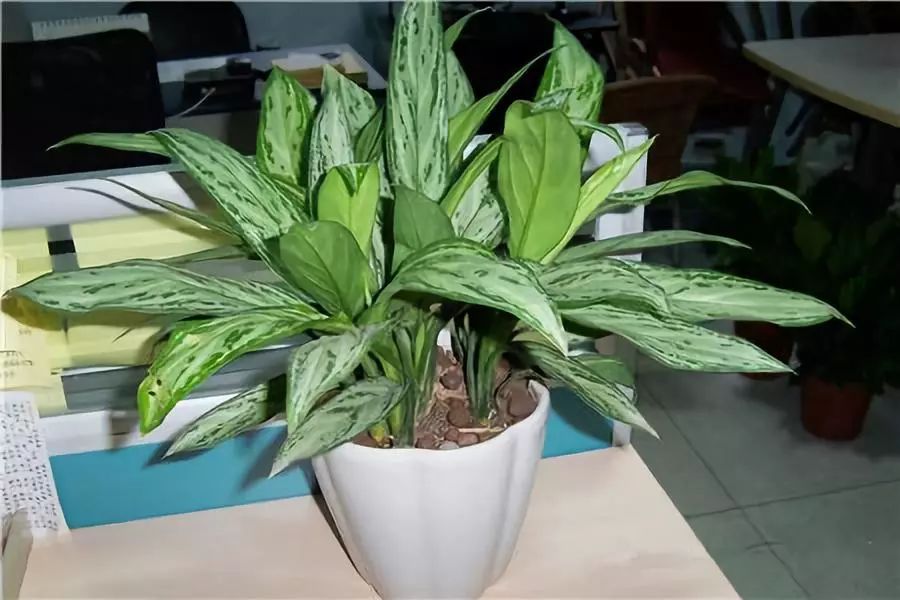 能吸甲醛的植物花卉,吸甲醛的十大植物有哪些