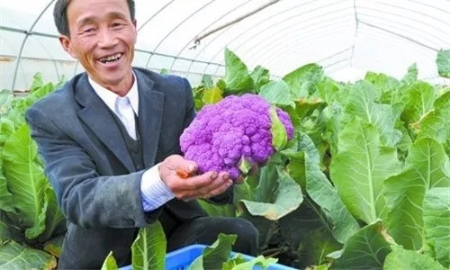 花菜都有什么类型,花菜还有绿的吗