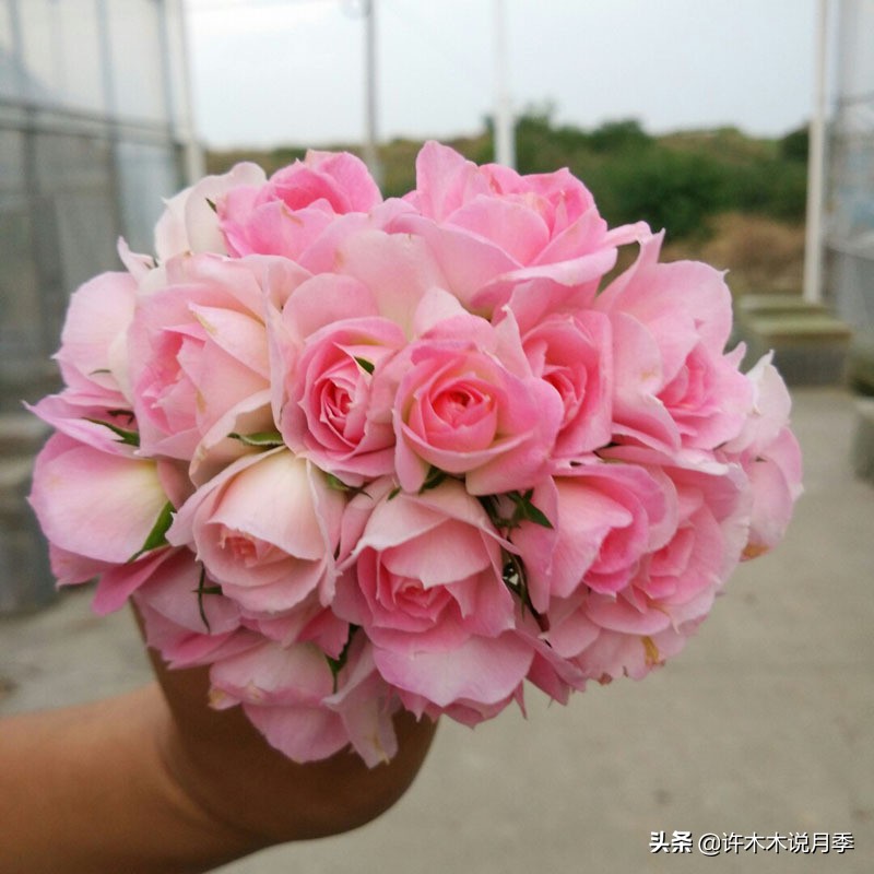 月季有盲枝是什么原因,春天月季全部都是盲芽是什么原因