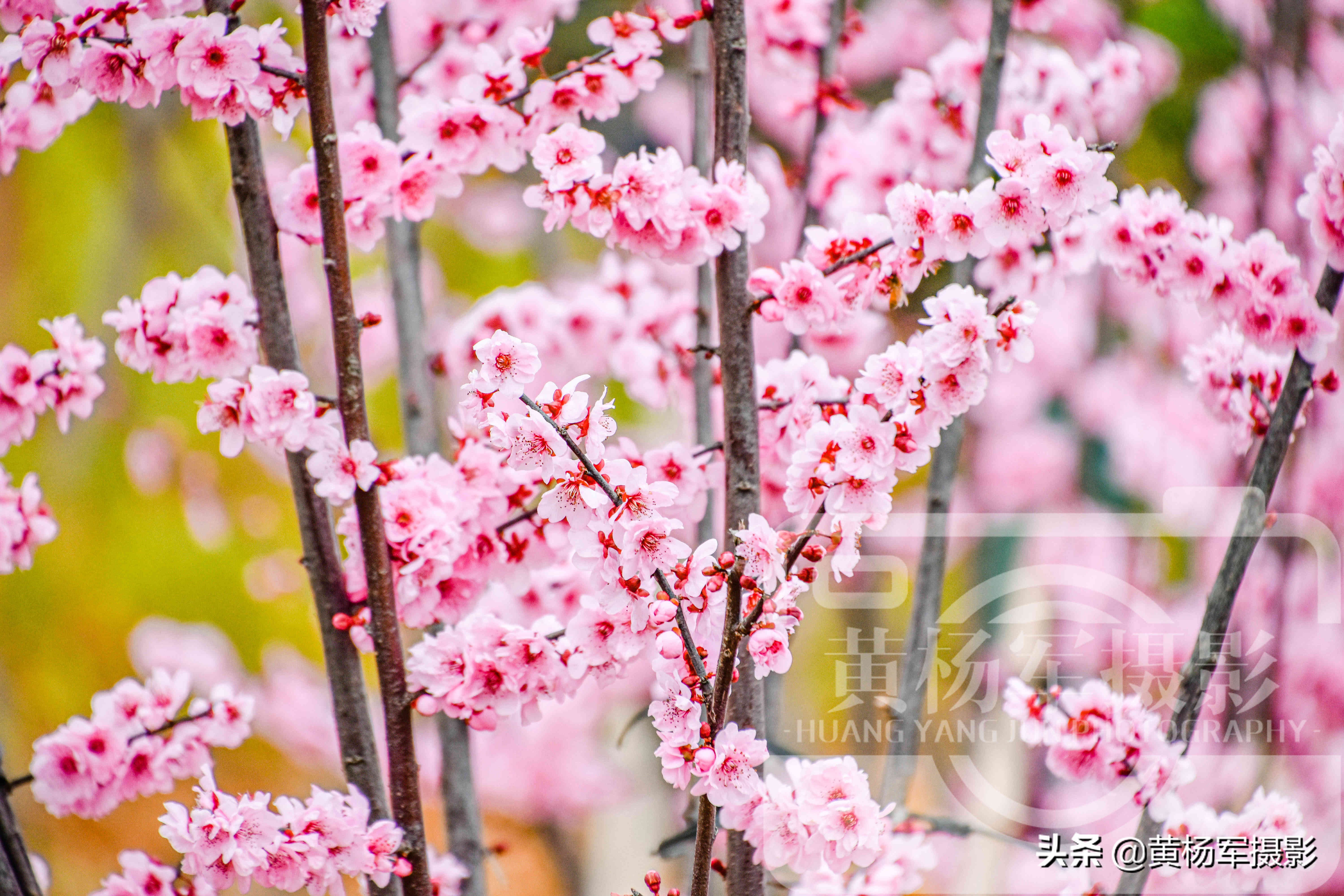 美丽的腊梅梅花,雪天赏梅娇艳的梅花