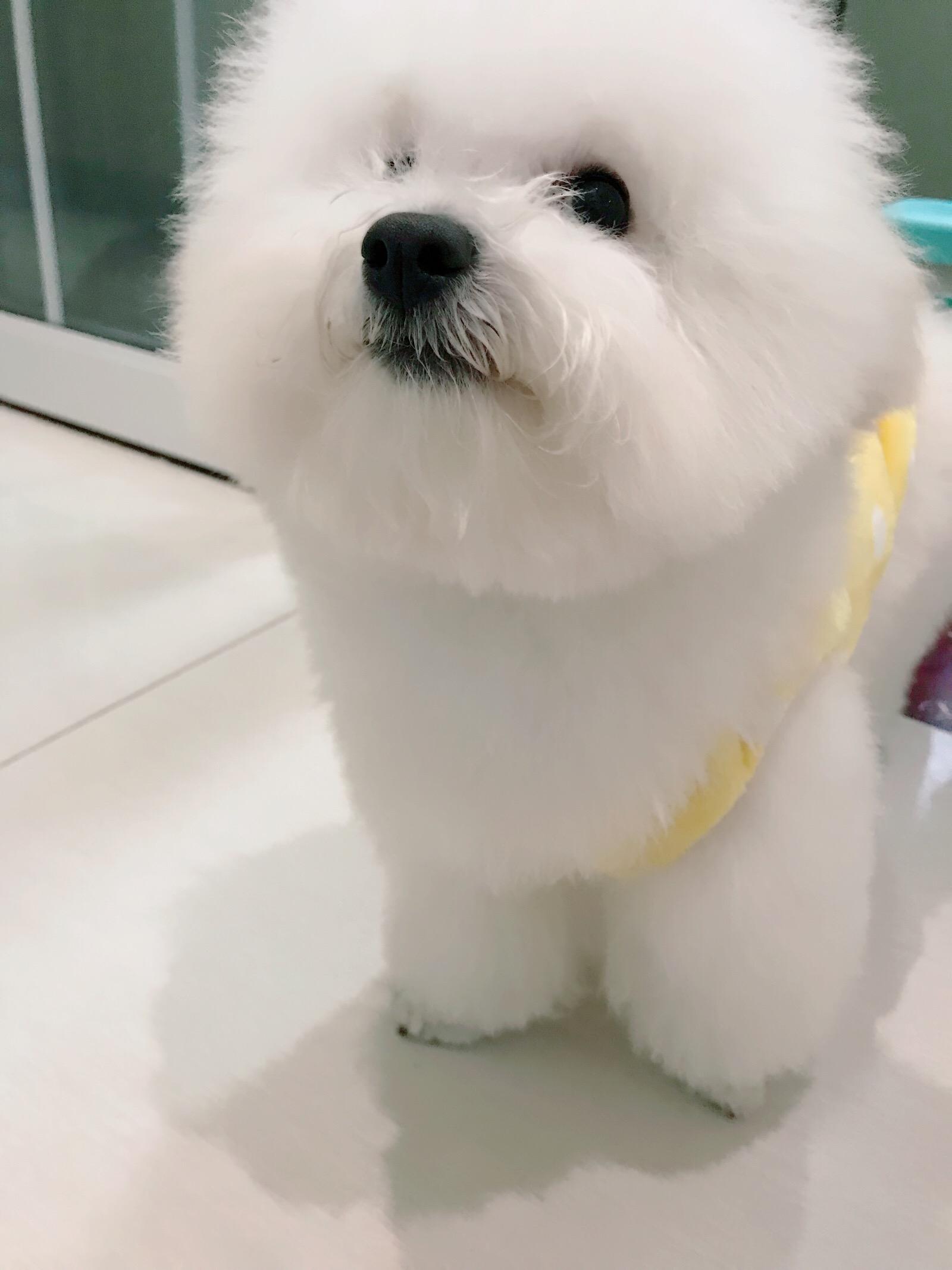 养狗各阶段狗粮怎么喂好,科学养狗狗粮推荐