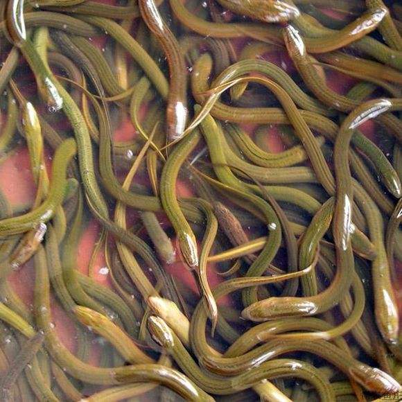 黄鳝如何养殖视频大全,黄鳝养殖的技巧和方法