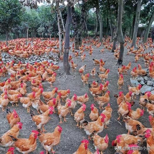 阿莫西林哪个品牌对消炎效果更好,阿莫西林的替代药