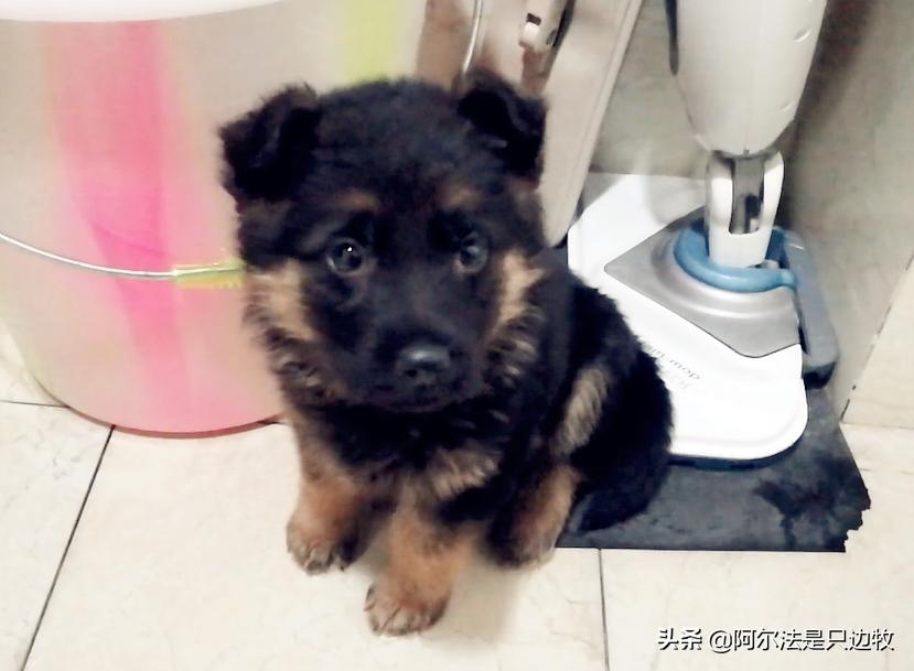 德牧吃什么增高增肥快一点,200斤德牧减肥