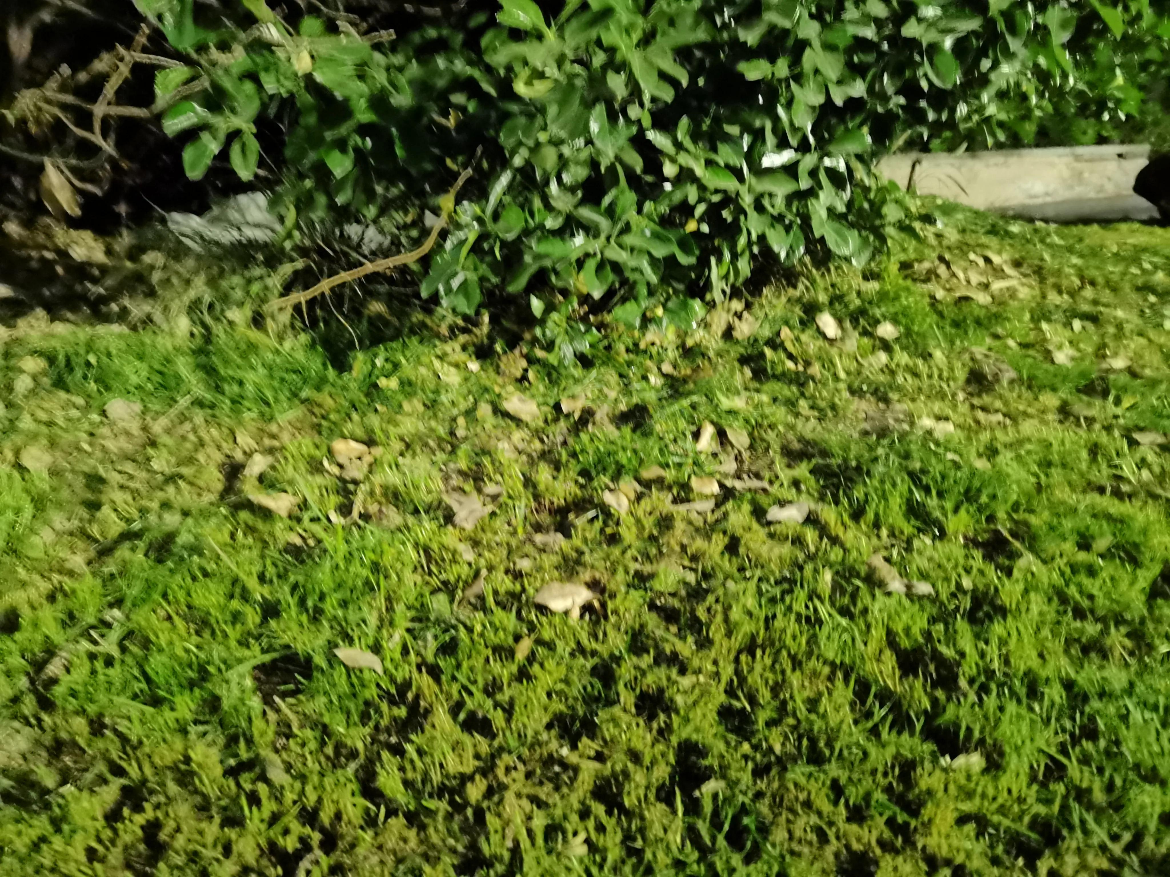 七绝《野草》,七绝野草花作品