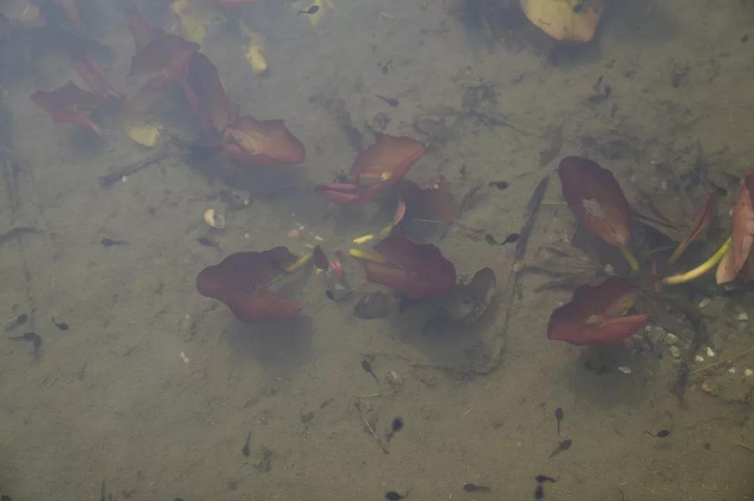 建一座完全不打药的生态花园,所有生命在这里和谐共处,值得收藏