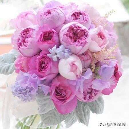 月季控对美的极致追求，尽在伊芙系列