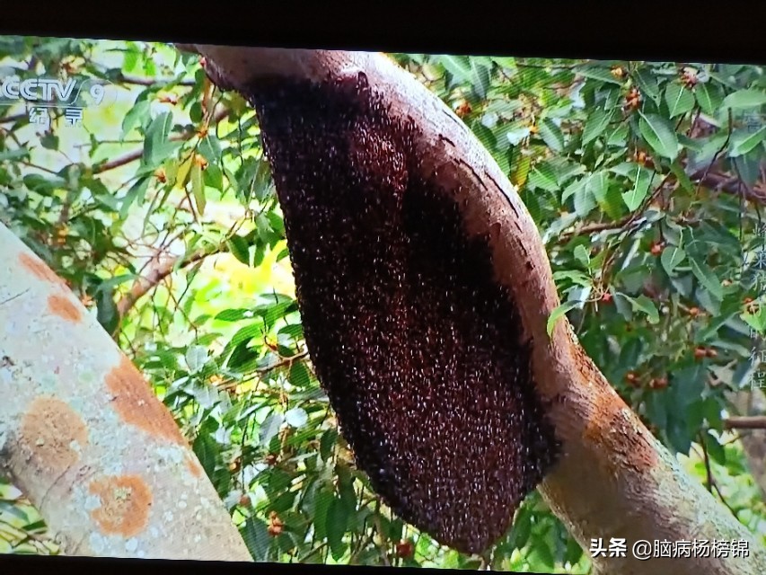 “杏”好马蜂孬蜇住不得了什么草药好就是一把蒿