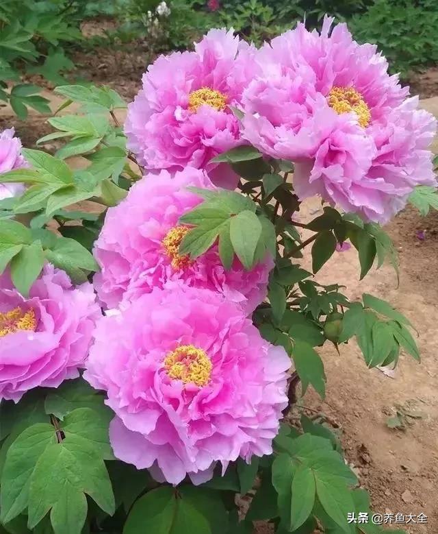 花卉盆栽的造型和修剪技术,盆栽花卉修剪方法