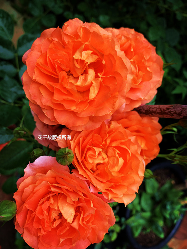 我的玫瑰仙境，请上坐！花市买来的“激素苗”，我这一招很好养活