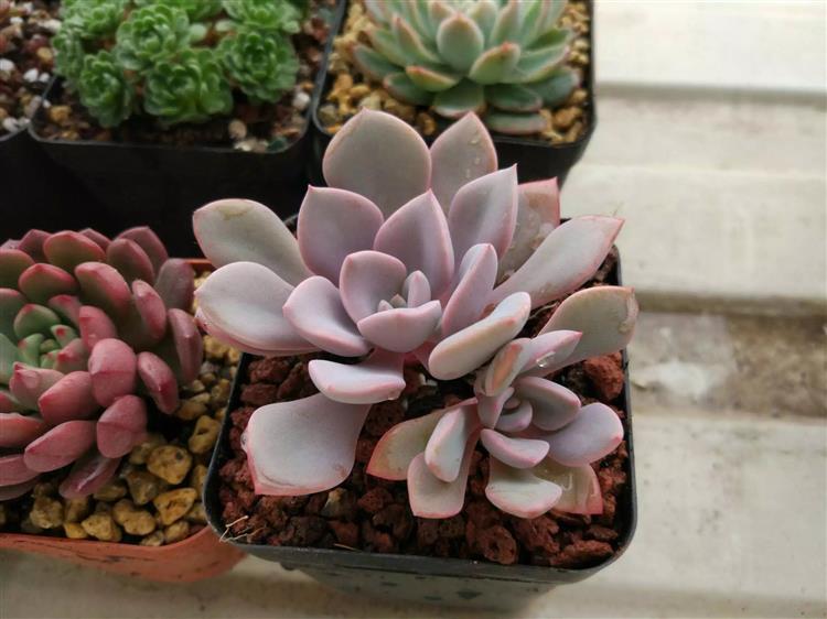 放暑假多肉怎么办,南方暑假不在家多肉怎么办