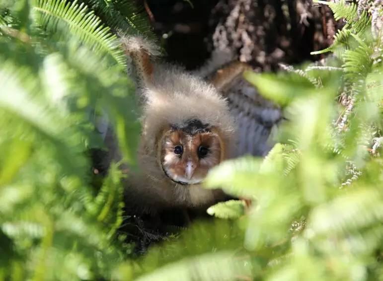 一只长着猴脸的鸟,长着猴子脸的鸟儿