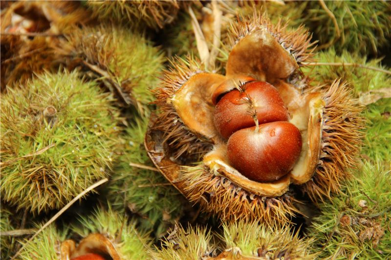 9月份云南有什么好吃水果,云南瓜果飘香有你最爱的吗