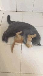 科学研究表明撸猫好处多多,撸猫已经成为了一种“病”