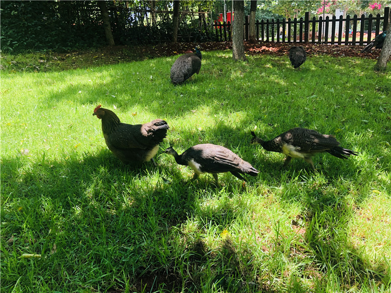 2只老母鸡孵出八只蓝孔雀,云南一高校母鸡孵出孔雀