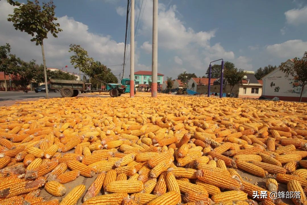 稻谷储存用什么防出米虫,玉米怎么储存才不会长虫