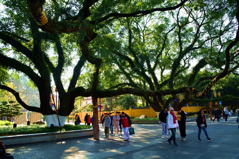 跟着老夏去桂林慢慢的自由行