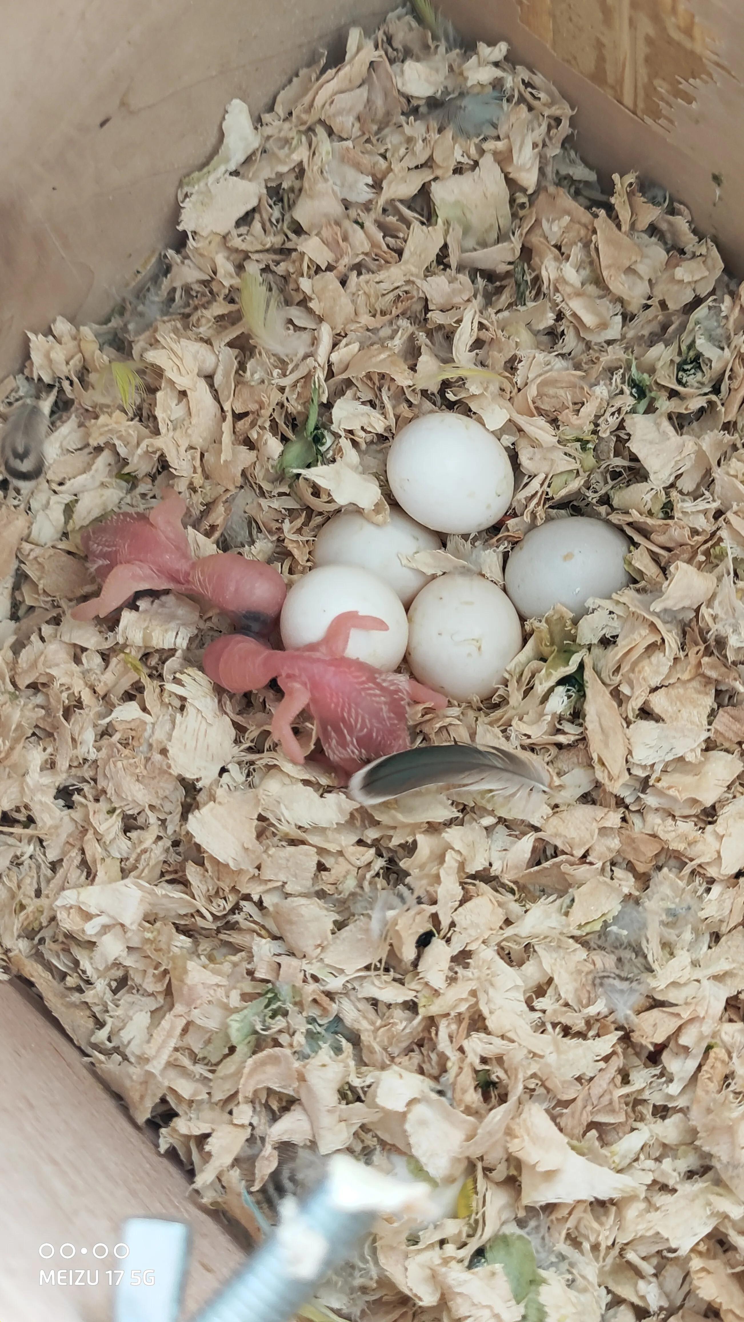 虎皮鹦鹉繁殖,育雏期虎皮鹦鹉喂养