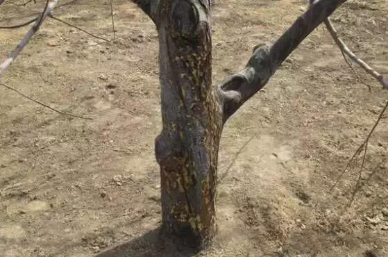 果树清园到底用什么药最好,冬季蜜柚清园管理要点