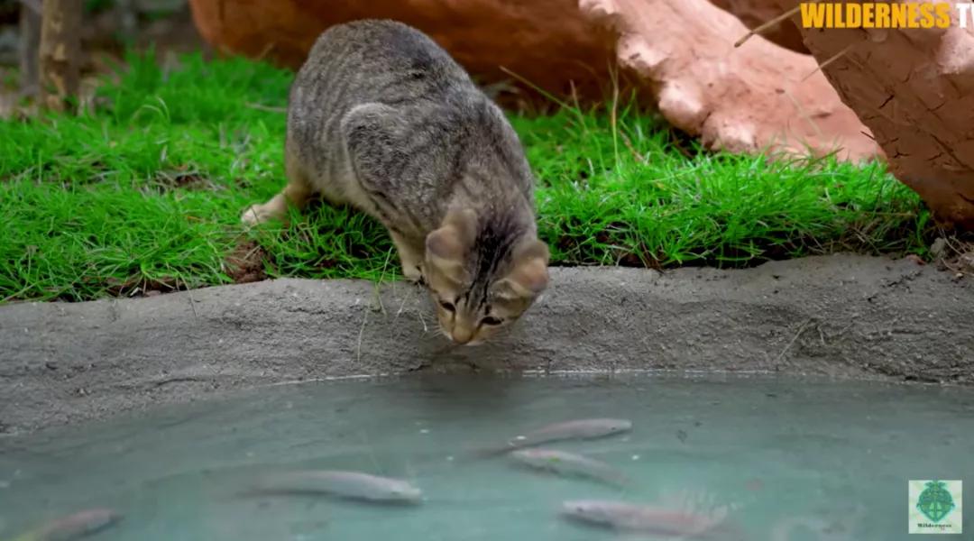 花三年建宠物乐园,花20万给狗打造乐园