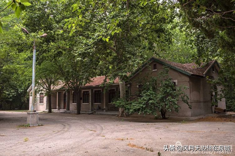 济南秋天的法国梧桐,济南一颗梧桐树