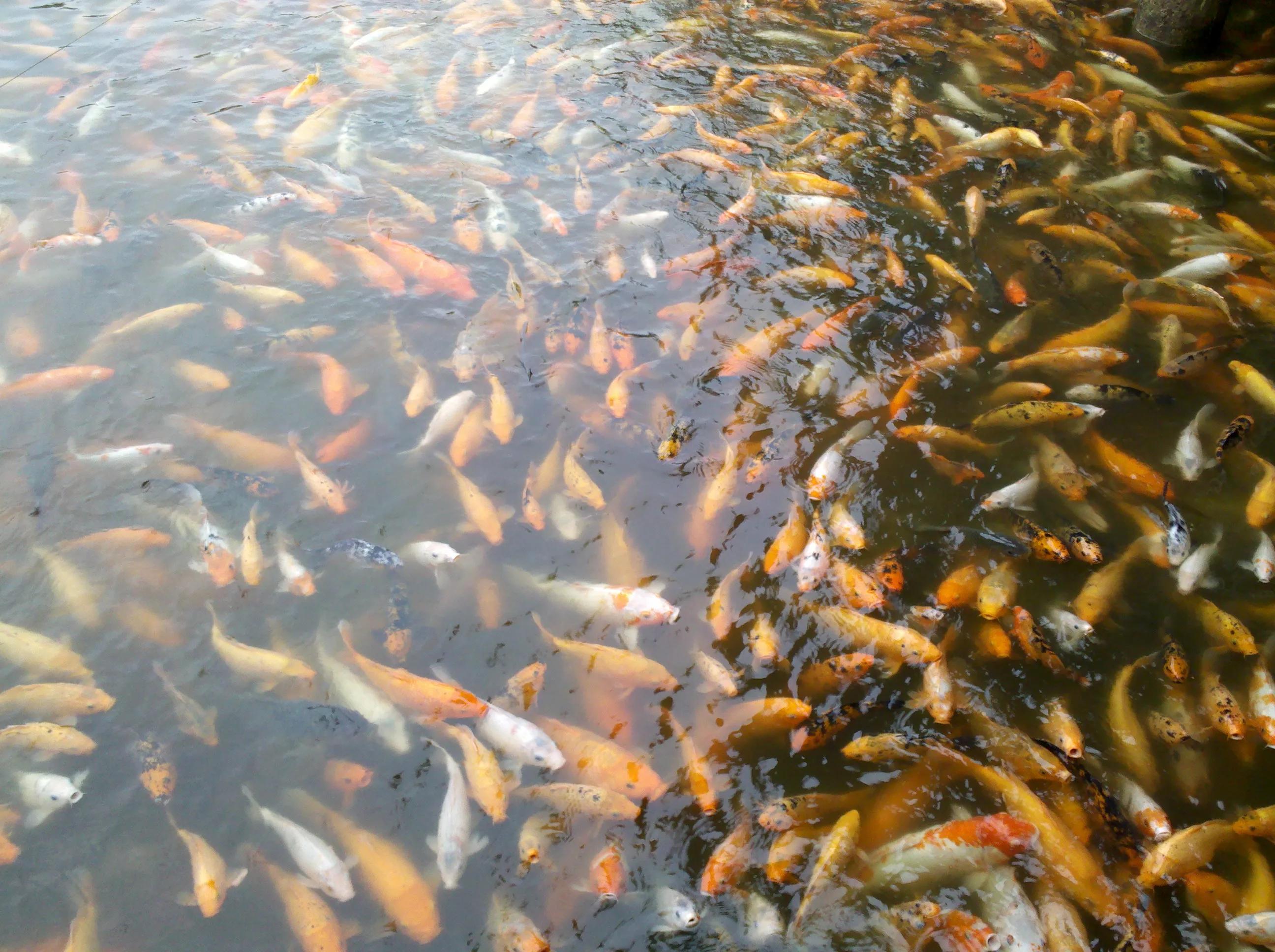 曾经特别火的拍照手机,那些年的拍照手机