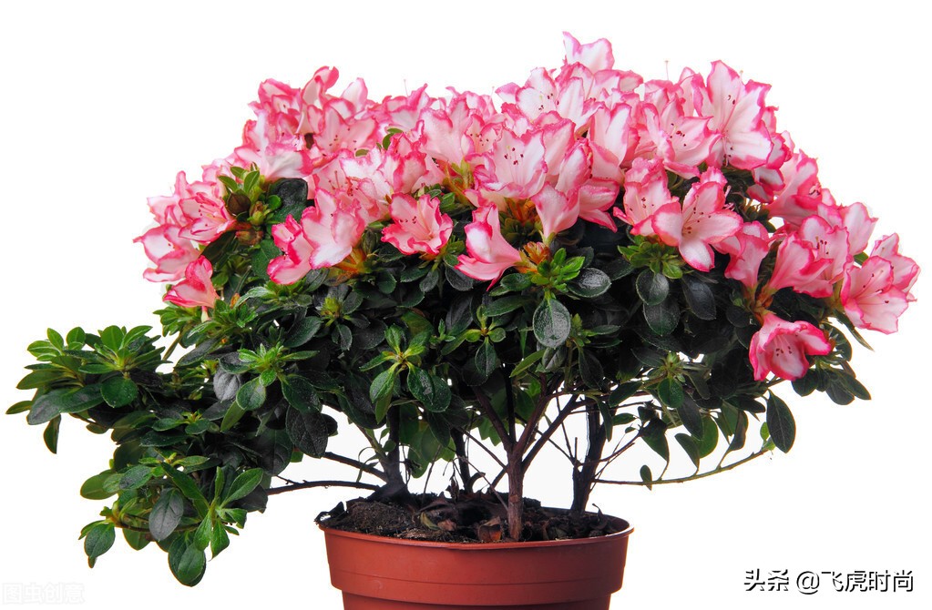 怎样才能把杜鹃花养好,养好杜鹃花有哪些注意事项