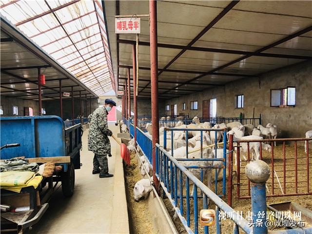 决战脱贫攻坚的微视频,甘肃武威民勤养羊