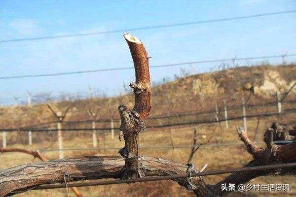 葡萄花穗太多怎么管理,葡萄花少的原因及解决方法