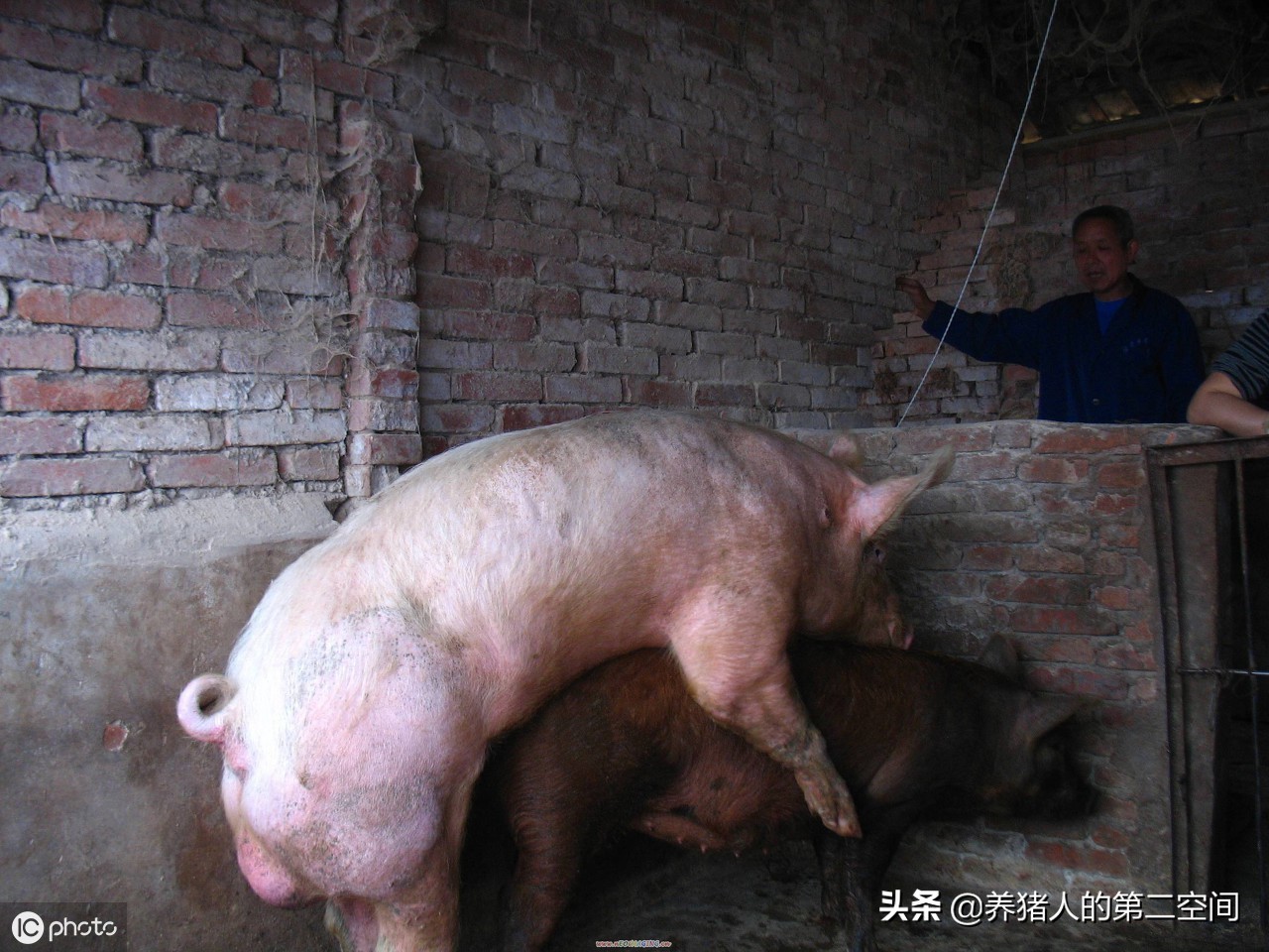 母猪配种的5大操作细节