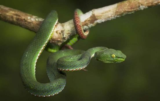 龟类的进化过程图片,龟鳖目动物外形特征