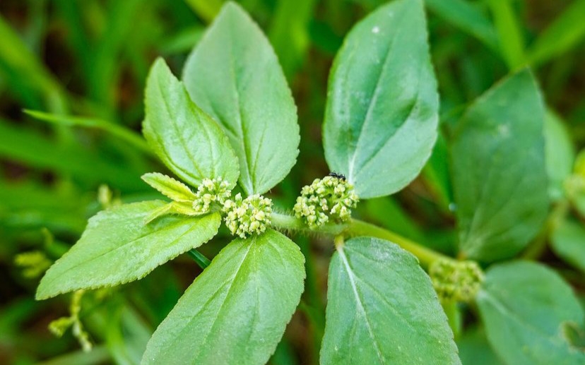 飞扬草的种类,飞扬草也叫什么名字