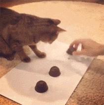 猫咪猜杯子游戏第三关,猫猜杯子游戏