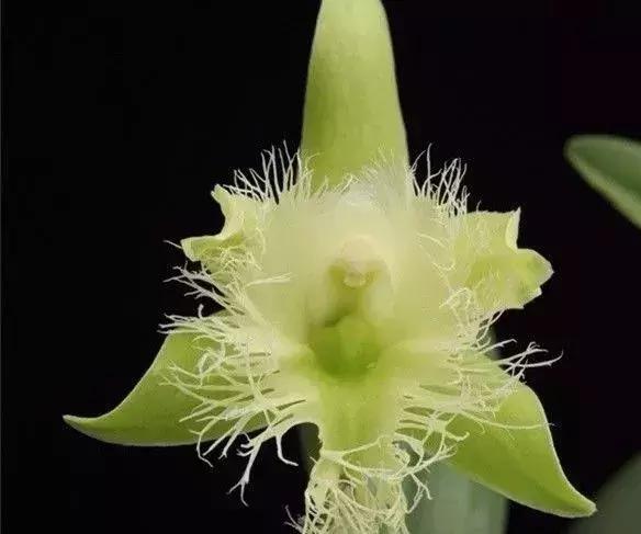 史上最全的兰花鉴赏,兰花品种之精品欣赏