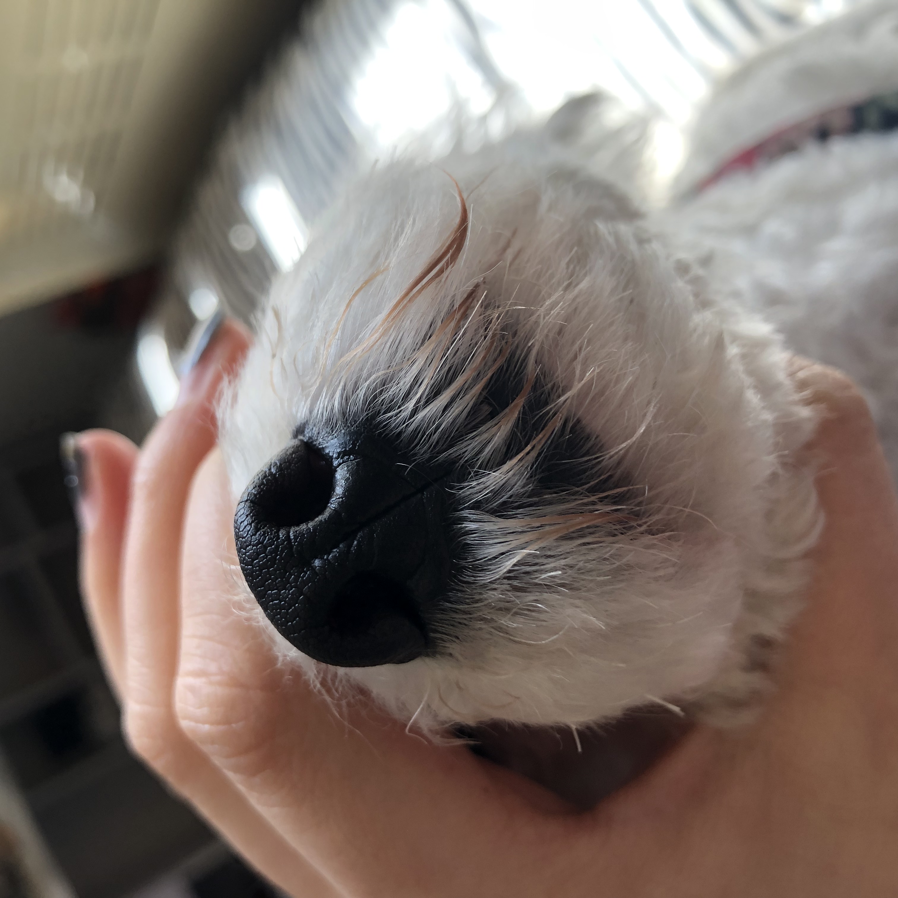 治疗细小经典处方,治疗细小偏方有用么