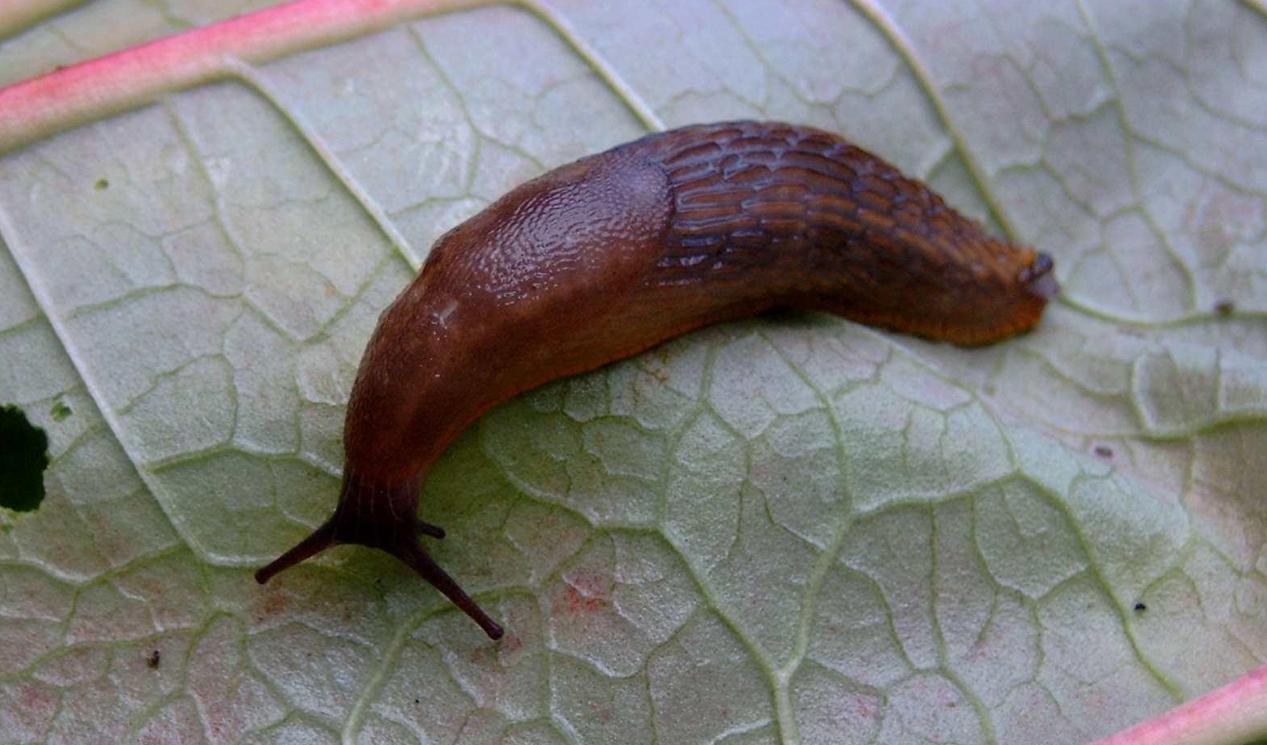 蜗牛这种软体动物,无壳蜗牛为什么是保护动物