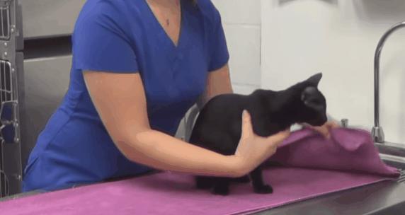 猫：来啊，踩我屁股啊，使点劲儿