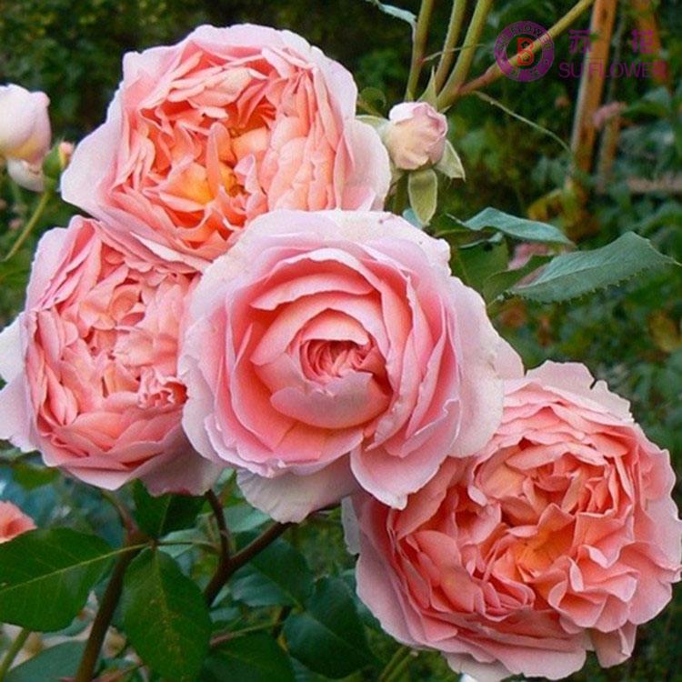 20种必买月季品种图片,网购月季有哪些品种好活