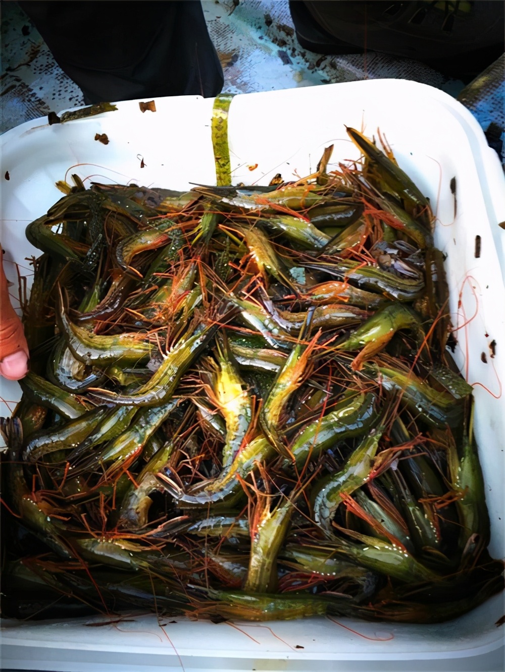 我是一个默默无闻的海钓人，但我可能吃过世界上所有的海鲜