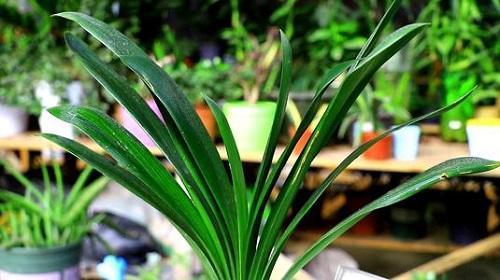 如何防止君子兰叶片晒伤,养了三年的君子兰有黄叶什么情况