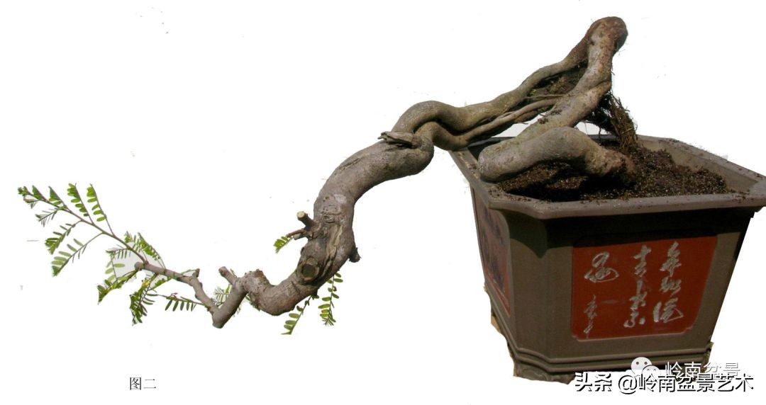 岭南盆景造型技术视频,岭南盆景极品成型图片