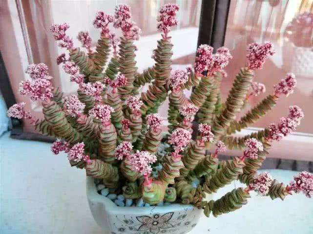 多肉一直不长怎么办,多肉一直不长新叶片