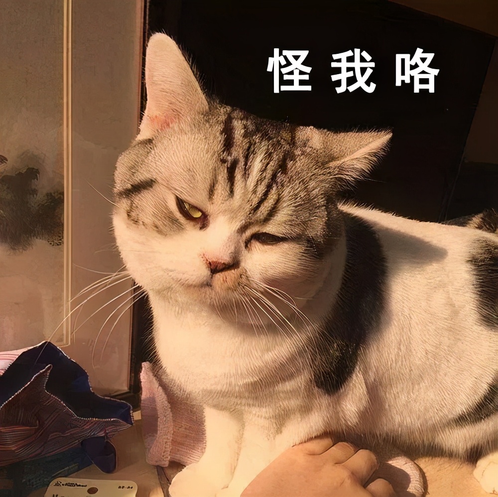 猫抓伤的地方痒,我被猫抓伤了怎么办