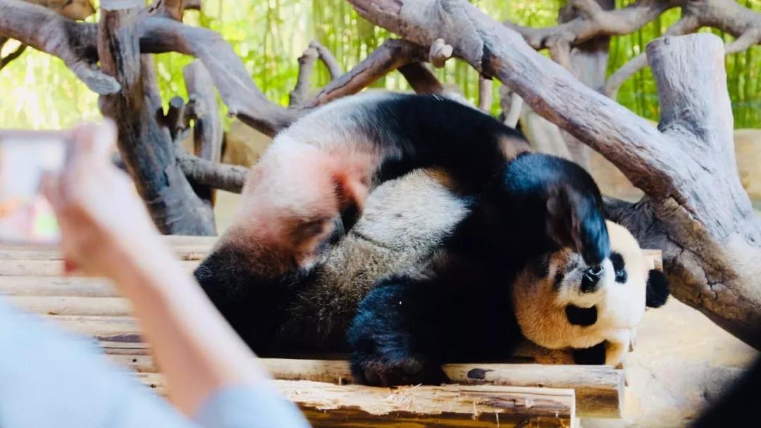 广州长隆怎么玩最划算攻略分享,广州长隆省钱攻略