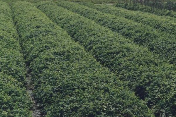 在老挝农村做种植养殖什么最赚钱,在农村创业养殖做什么生意能赚钱