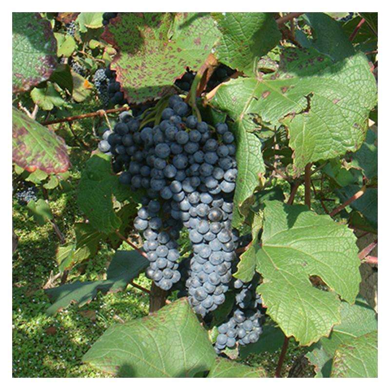 农村的野果子有哪些,农村的野果子真好吃