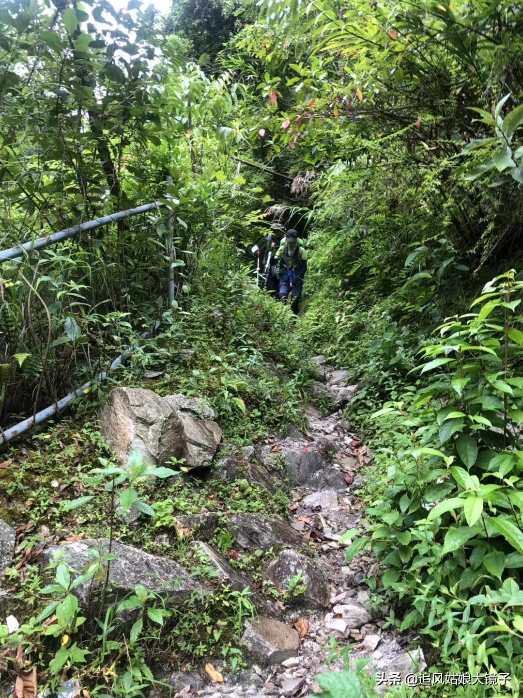 穿越到原始森林里面,穿越原始森林来种田