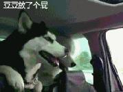 哈士奇和萨摩耶在一起的生活日常,哈士奇和萨摩耶融合起来的样子