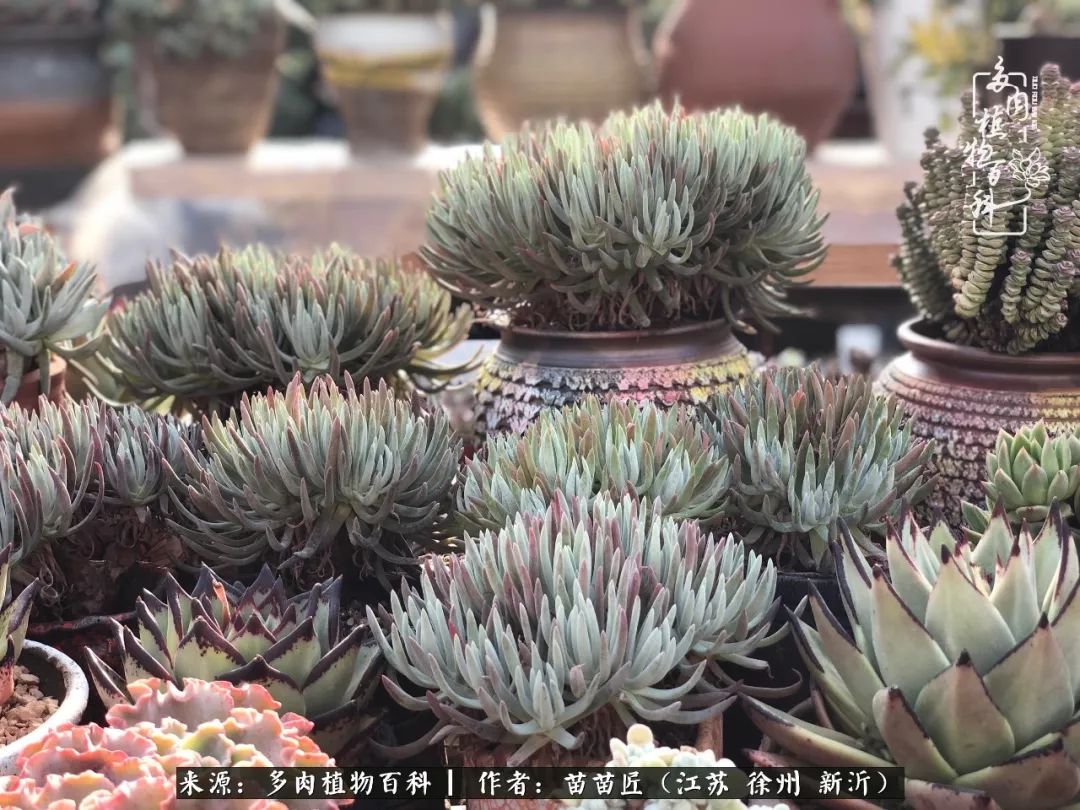 多肉之江湖：众肉友们，修仙渡劫几何了？